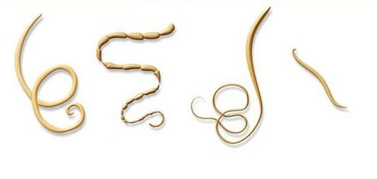 οι πιο συνηθισμένοι τύποι παρασίτων