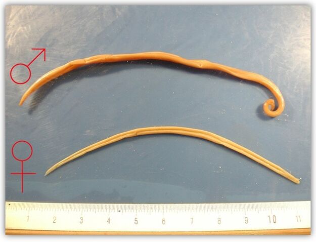 πώς μοιάζουν τα στρογγυλά σκουλήκια