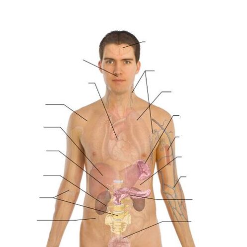 σημάδια παρουσίας παρασίτων σε διάφορα όργανα